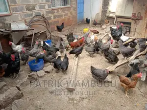 Fertile Improved Kienyeji Eggs