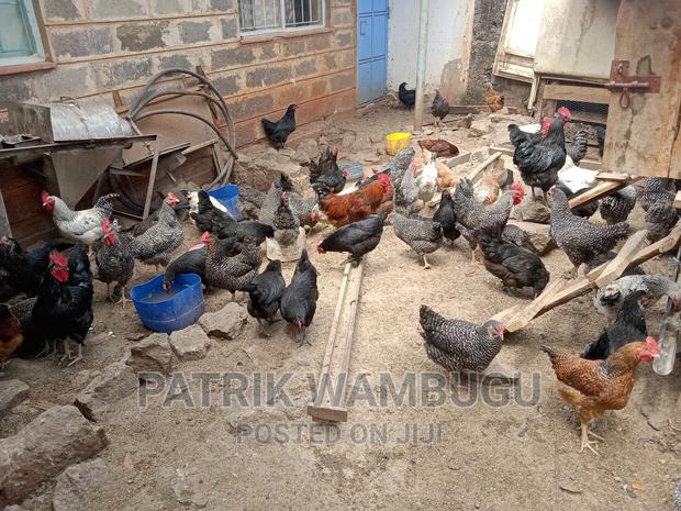 Fertile Improved Kienyeji Eggs - thumbnail 6