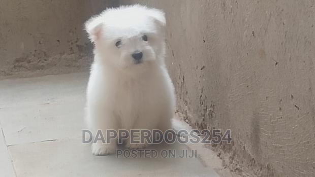 1-3 months Male Purebred Havanese