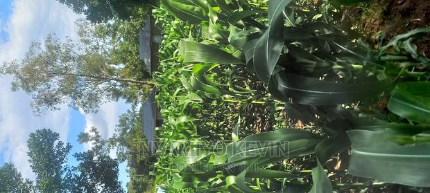 Ugunja Site - thumbnail 4