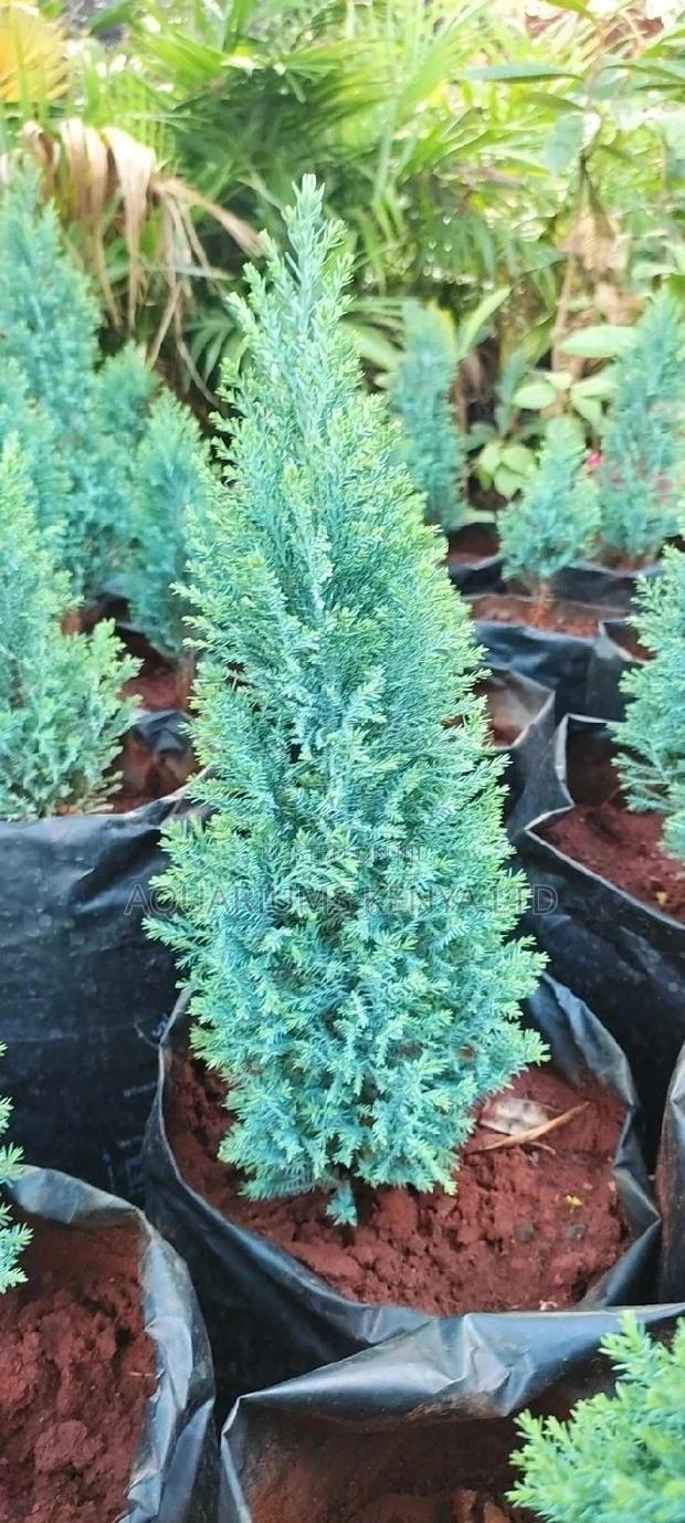 Ornamental Cyprus - main view