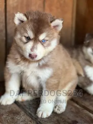 1-3 months Male Purebred Siberian Husky