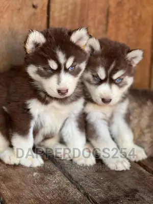 1-3 months Male Purebred Siberian Husky