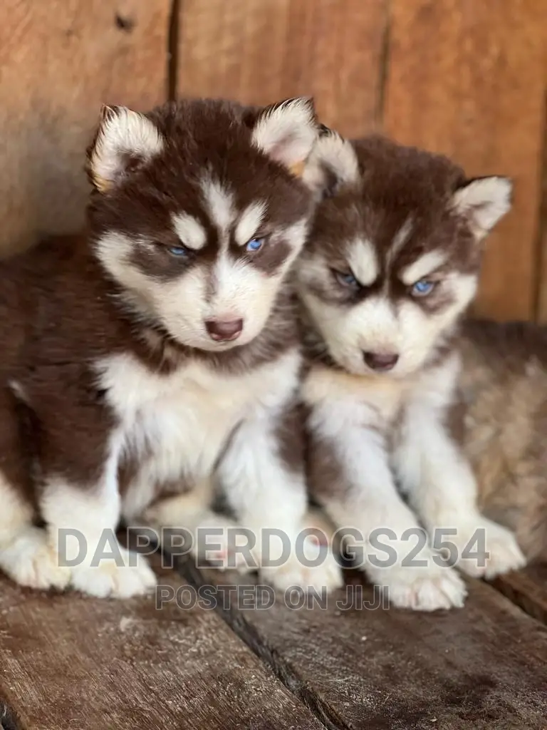 1-3 months Male Purebred Siberian Husky