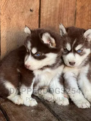 1-3 months Male Purebred Siberian Husky
