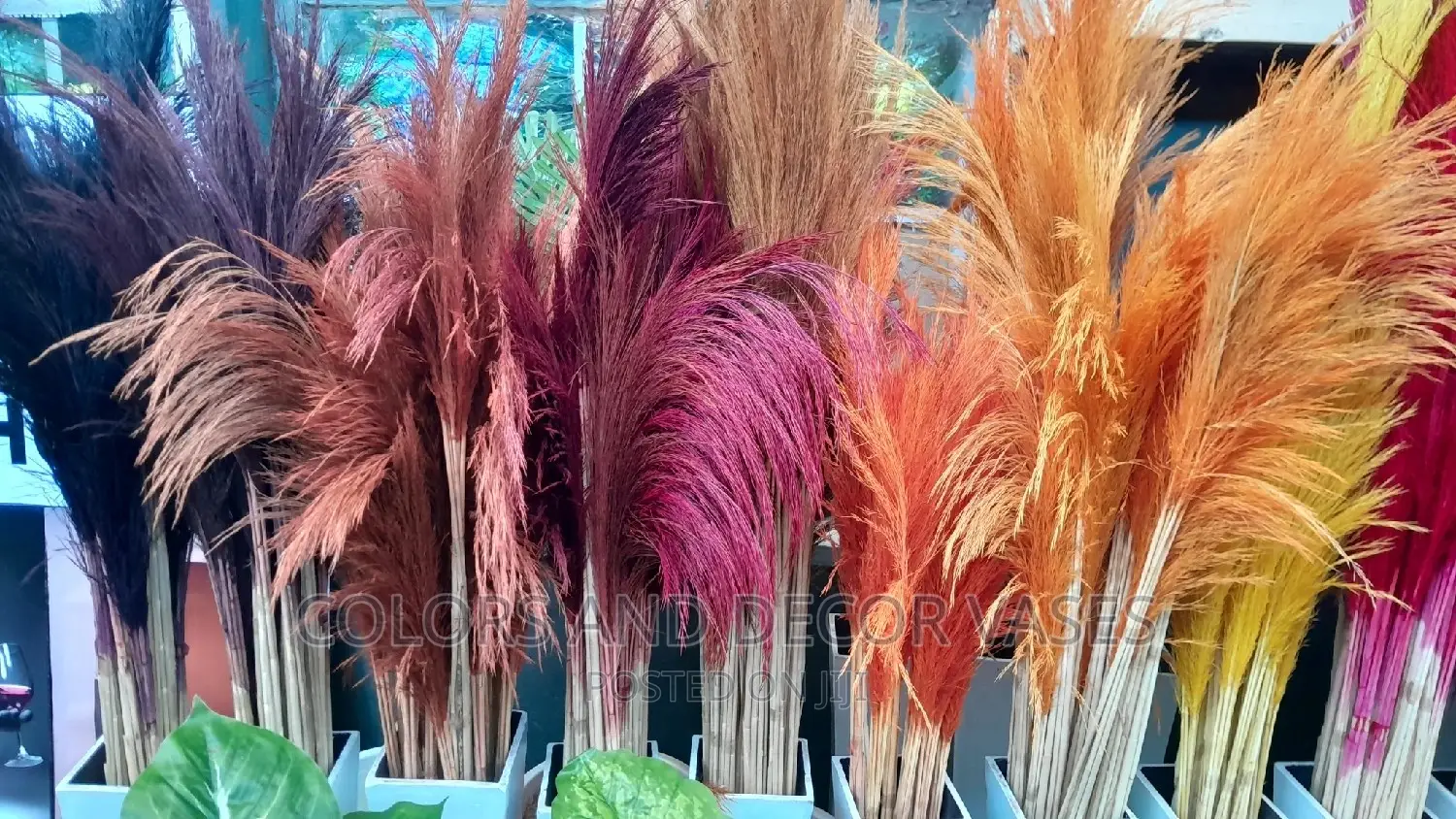 Pampas Grass KSH 150