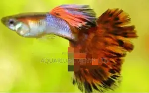 Guppies Fish.