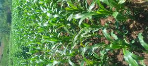 Uref Primary School in Ugunja - thumbnail 2