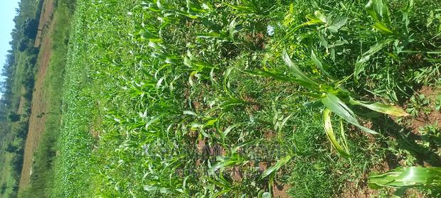 Uref Primary School in Ugunja - thumbnail 3