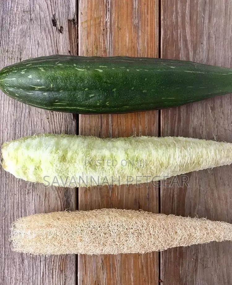 Natural Shower Loofah Sponges Large Whole Organic Luffa - 2 Pieces