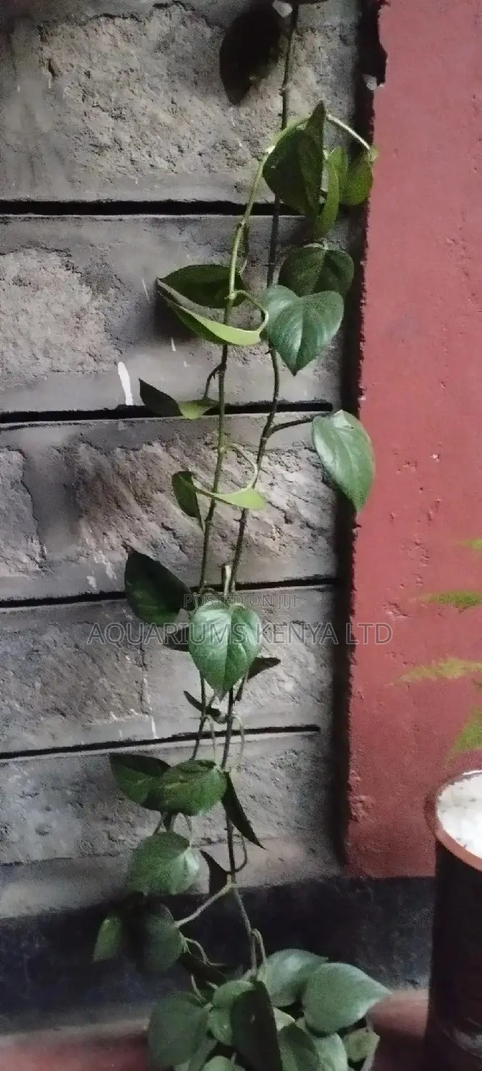 Climbers Plants,Plants for Pots