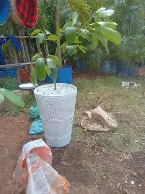 Potted Flower Pots,White Clay Pots