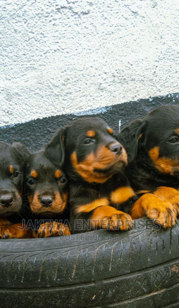 1-3 months Male Purebred Rottweiler - main view