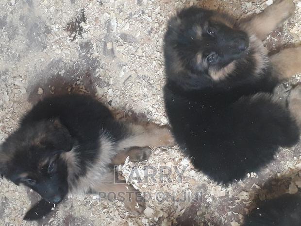 1-3 months Female Purebred German Shepherd - main view