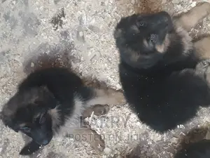 1-3 months Female Purebred German Shepherd