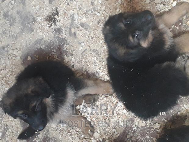 1-3 months Female Purebred German Shepherd - thumbnail 3