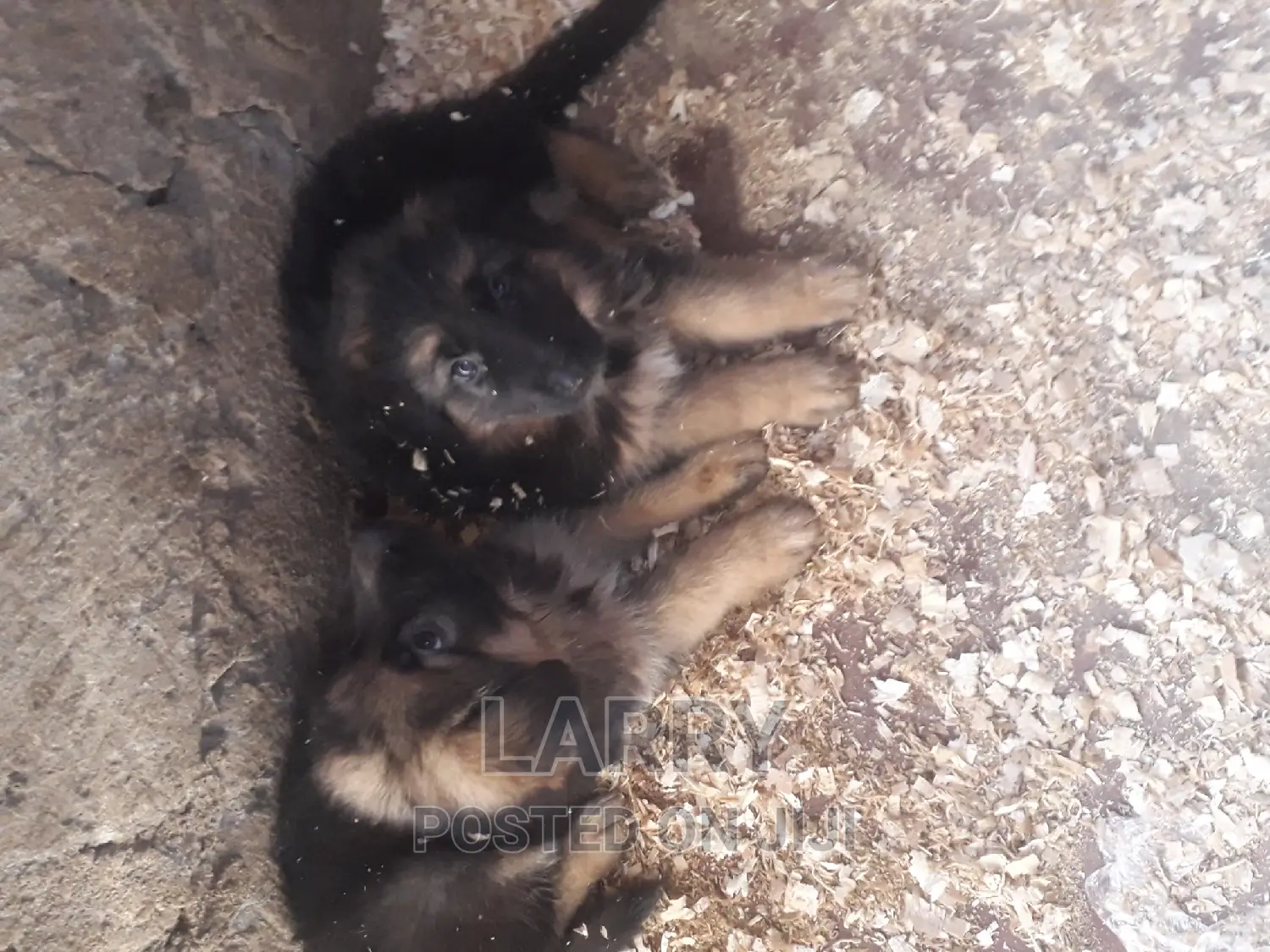 1-3 months Female Purebred German Shepherd