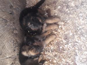 1-3 months Female Purebred German Shepherd - thumbnail 2