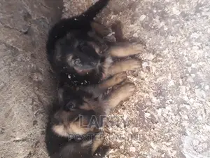 1-3 months Female Purebred German Shepherd