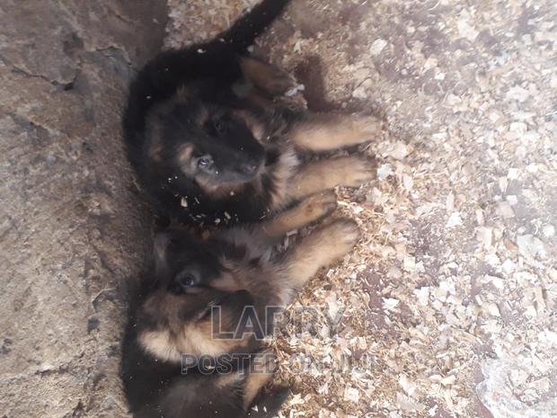 1-3 months Female Purebred German Shepherd - main view