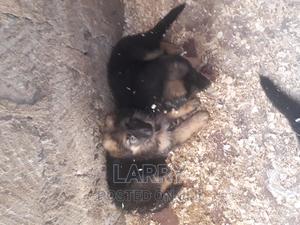 1-3 months Female Purebred German Shepherd - thumbnail 2
