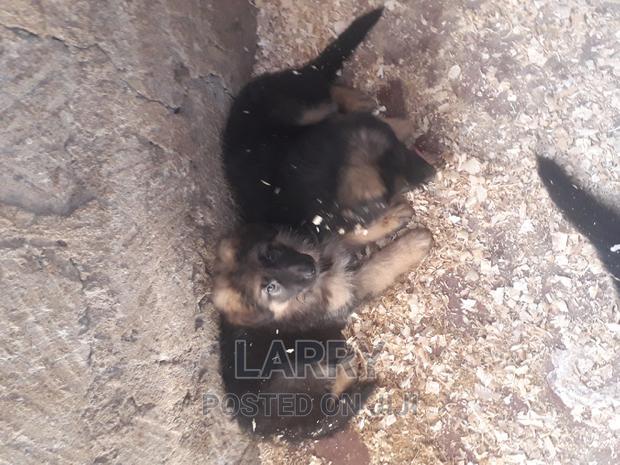 1-3 months Female Purebred German Shepherd - main view