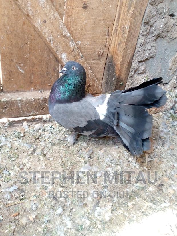 Funtails American and Indian - main view