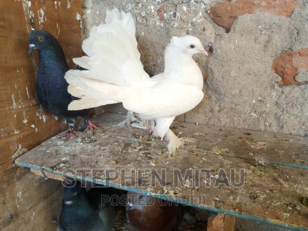 Funtails American and Indian - thumbnail 3