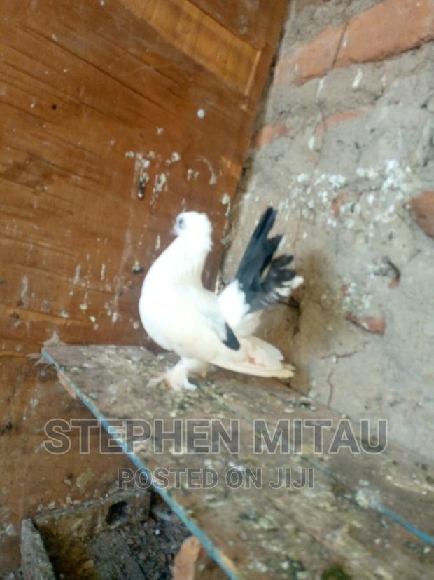 Funtails American and Indian - thumbnail 4