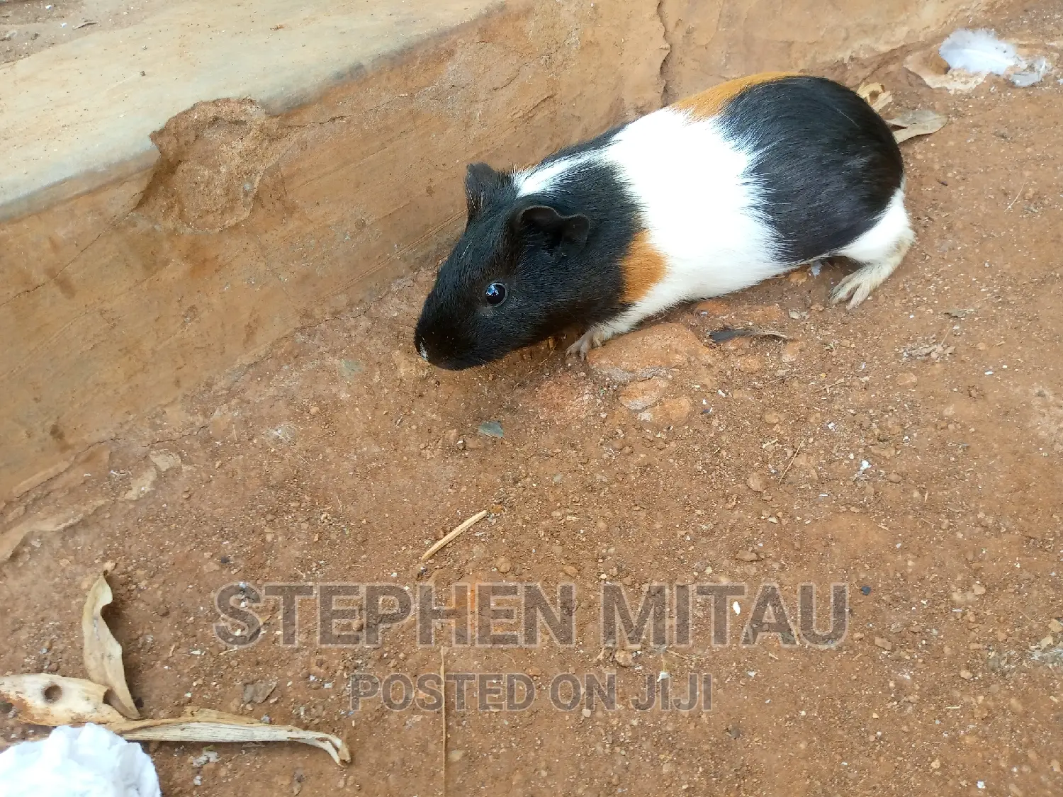 Guinea Pigs