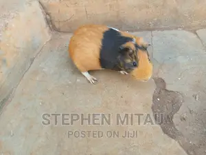 Guinea Pigs