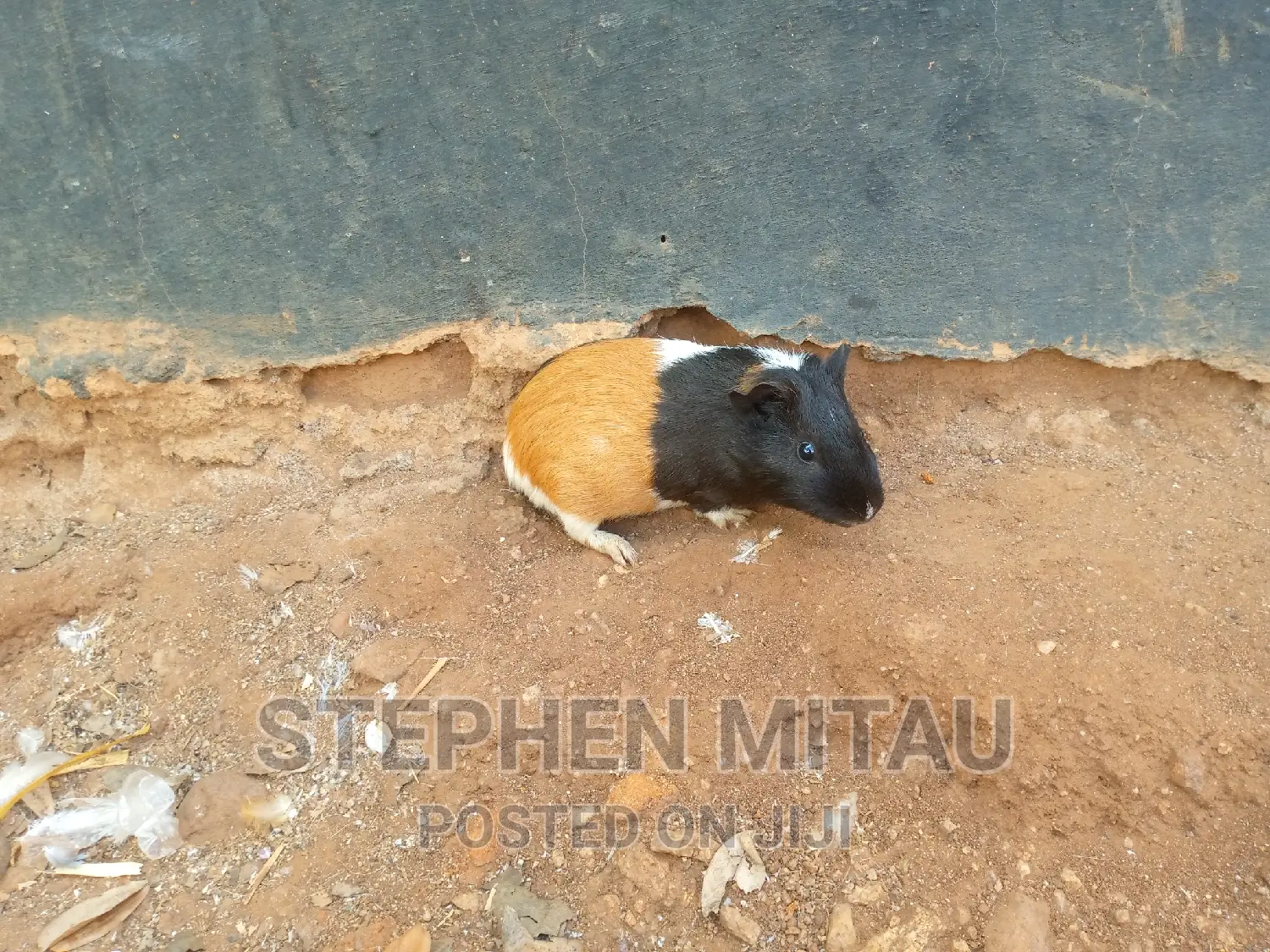 Guinea Pigs