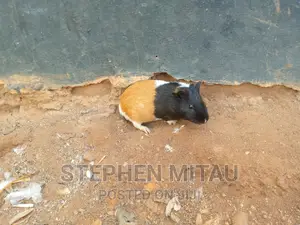 Guinea Pigs