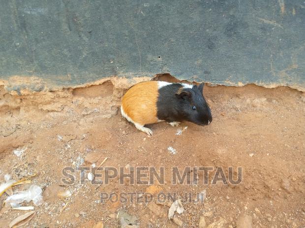 Guinea Pigs - thumbnail 5