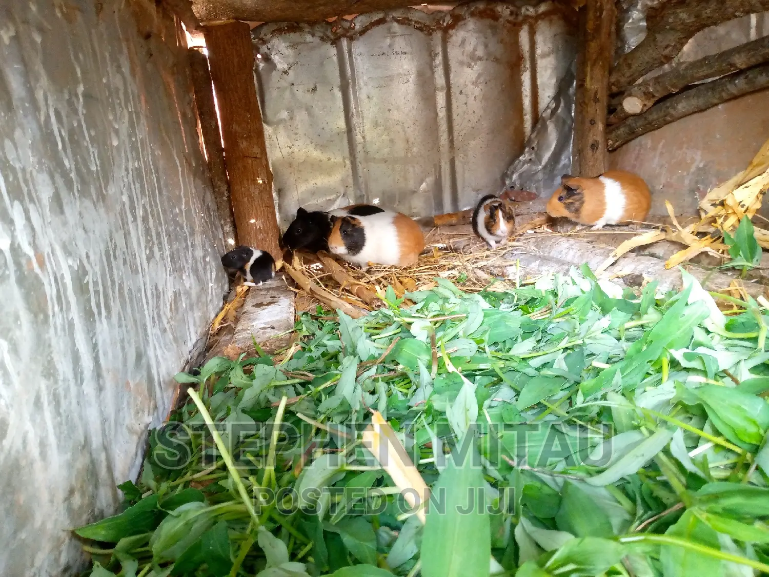 Guinea Pigs