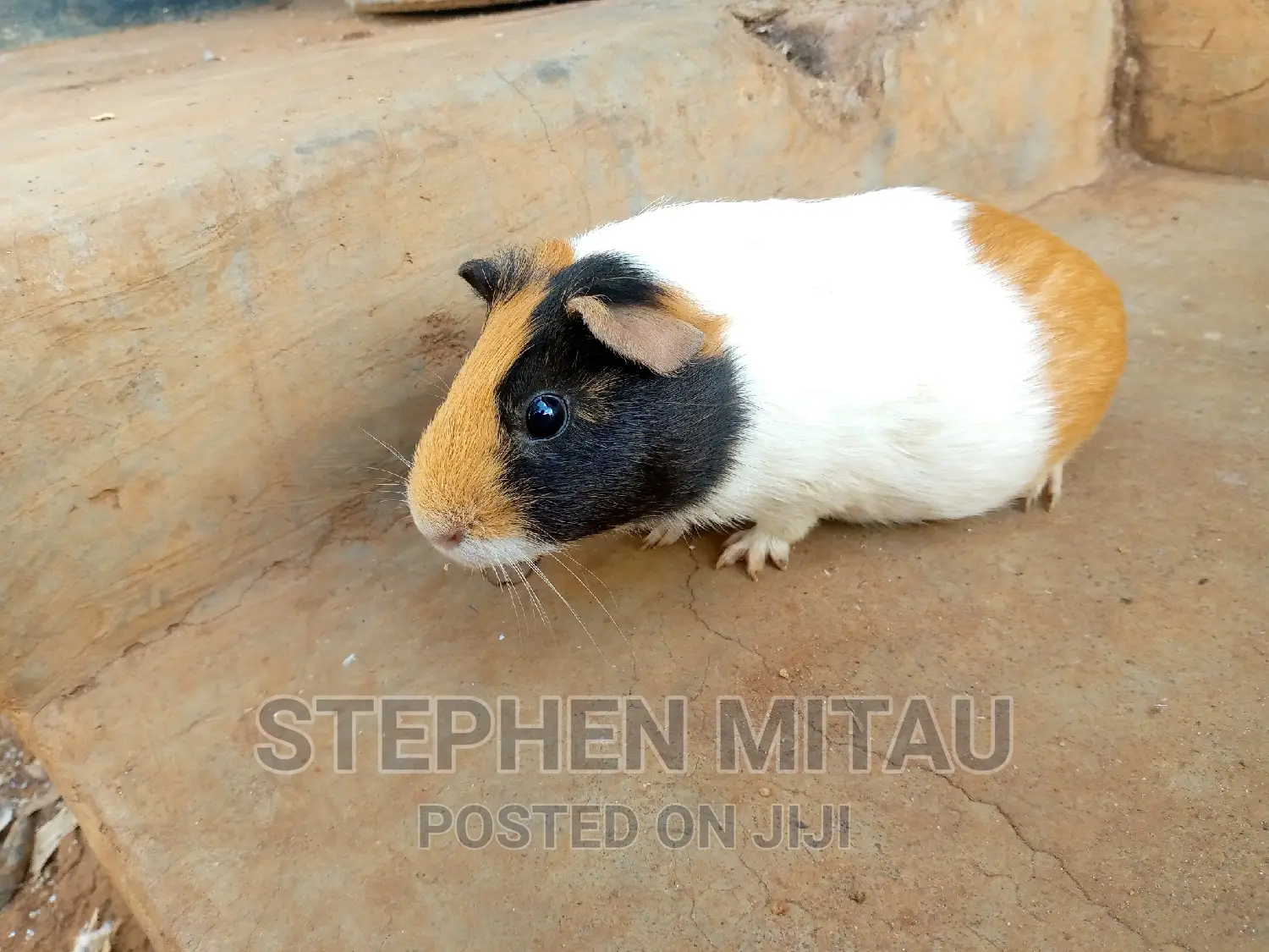 Guinea Pigs