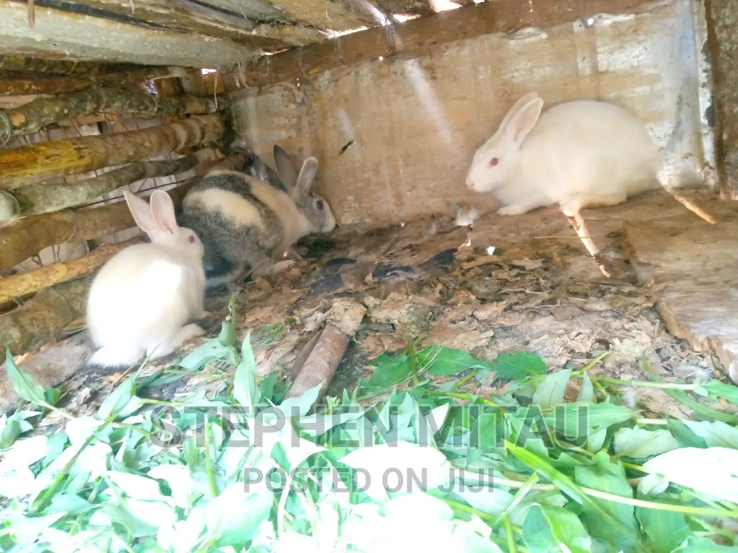 Guinea Pigs