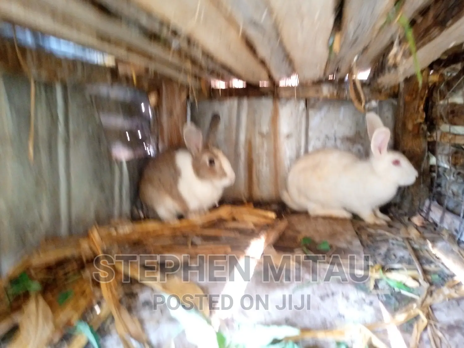 Guinea Pigs
