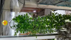Vines Artificial