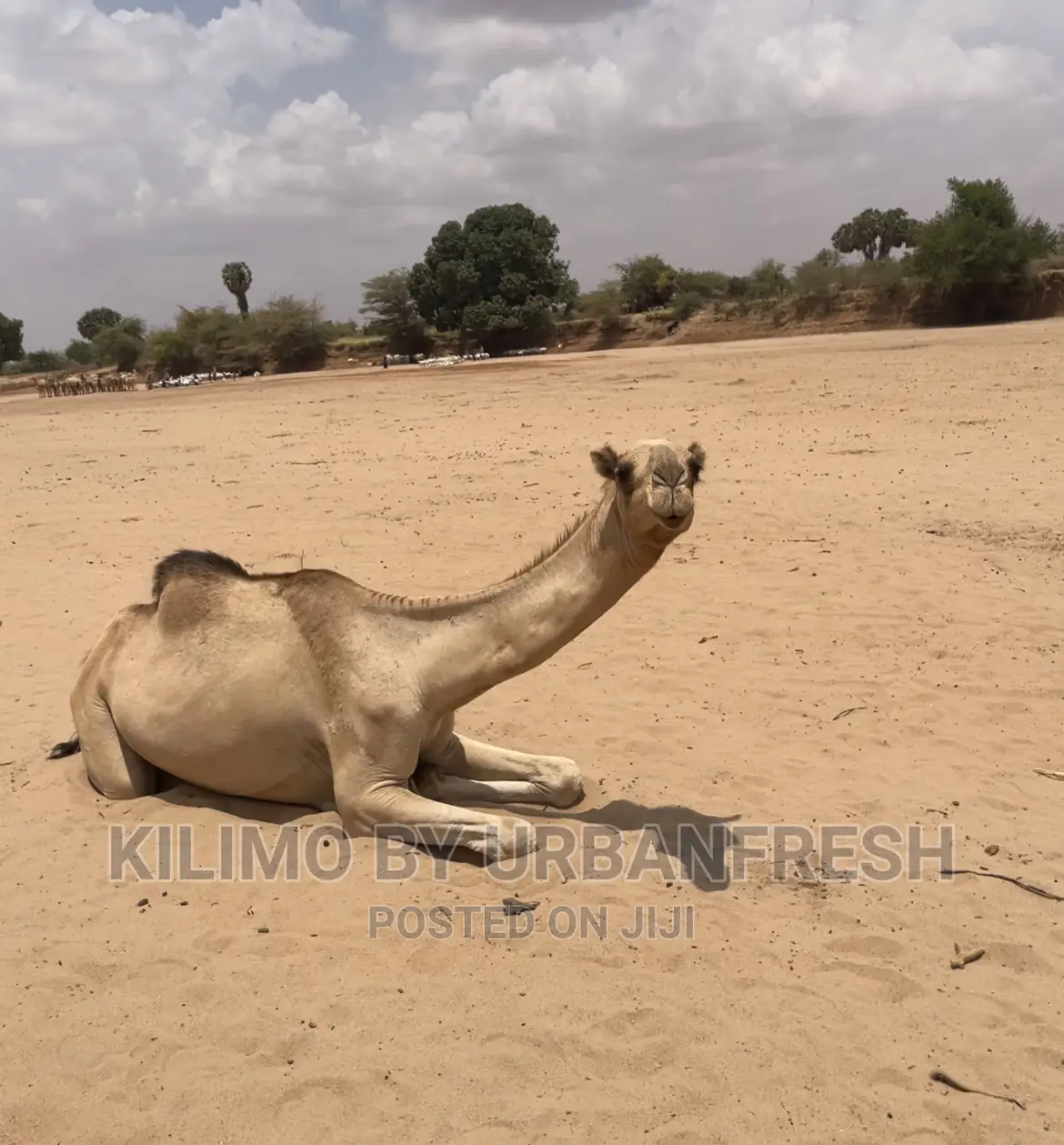 Camels Available for Sale