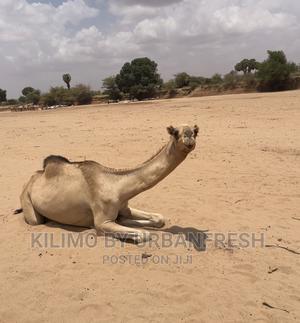 Camels Available for Sale - thumbnail 2