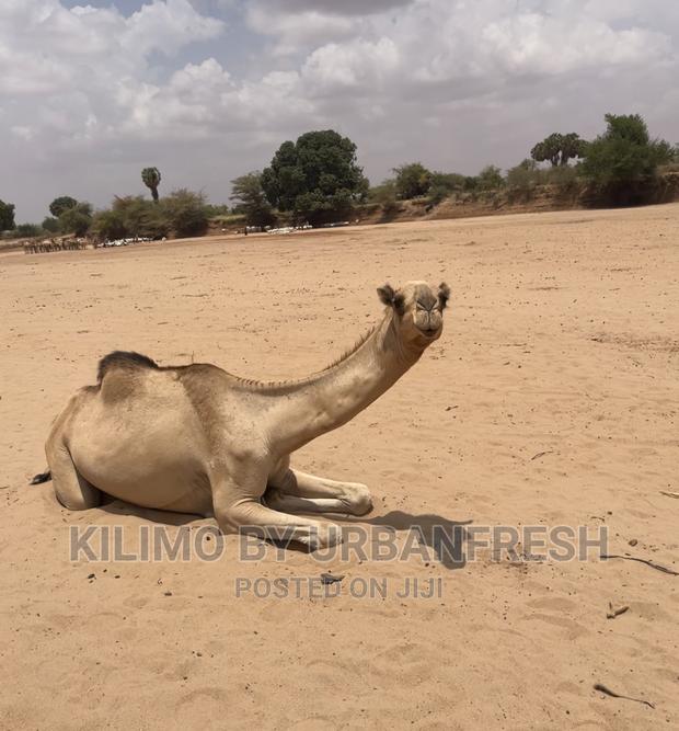 Camels Available for Sale - main view