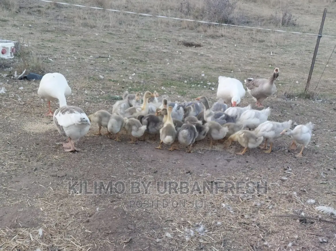 Gosling ( Geese Chicks ) 1 Month