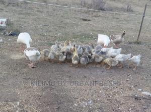 Gosling ( Geese Chicks ) 1 Month - thumbnail 2