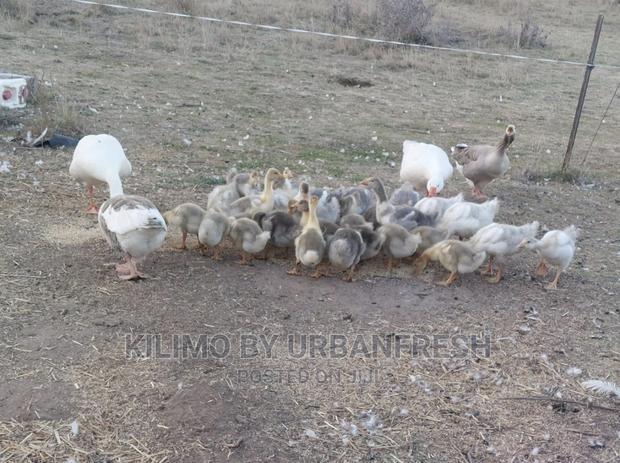 Gosling ( Geese Chicks ) 1 Month - main view