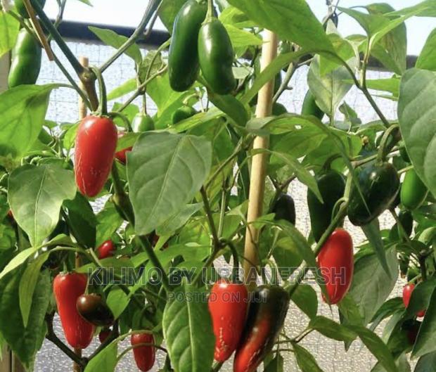 Jalapeno Seedlings Moq 100 - main view