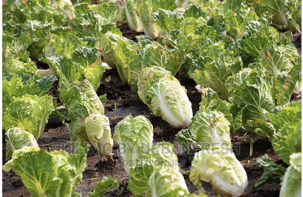 Chinese Cabbage Seedlings Moq 100pcs - main view