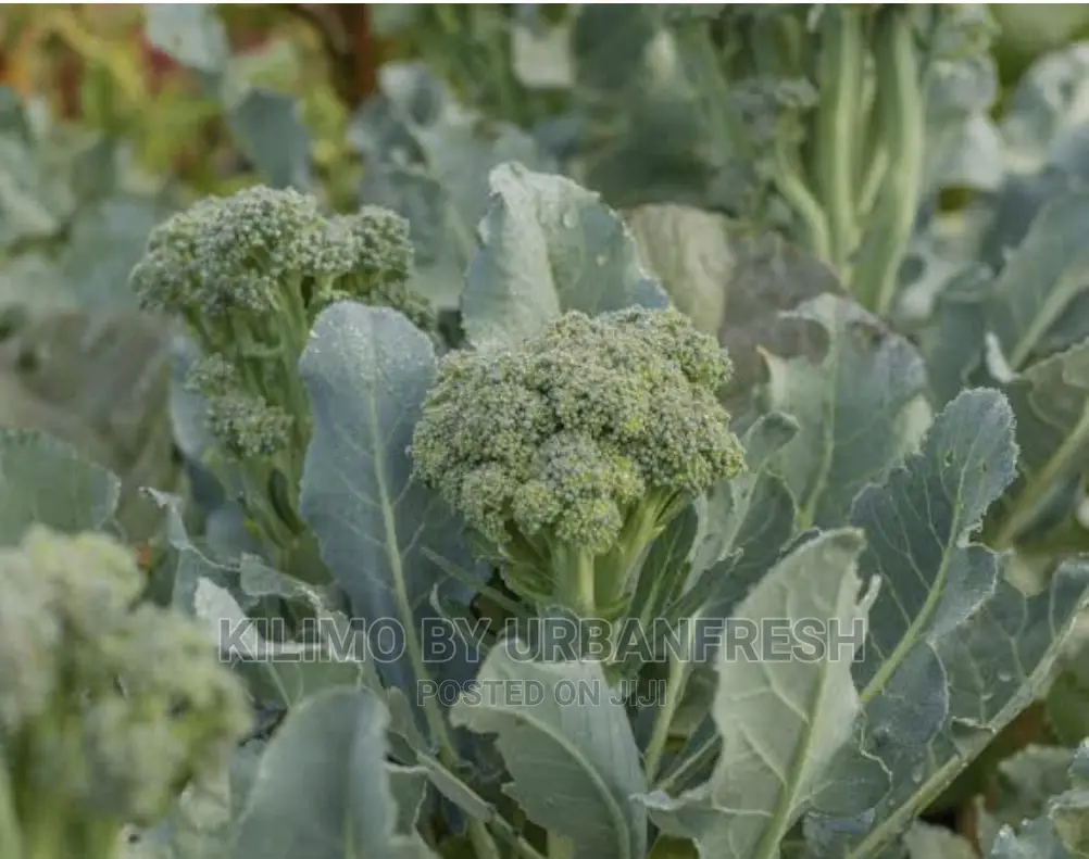 Brocolli Seedlings 100 Moq
