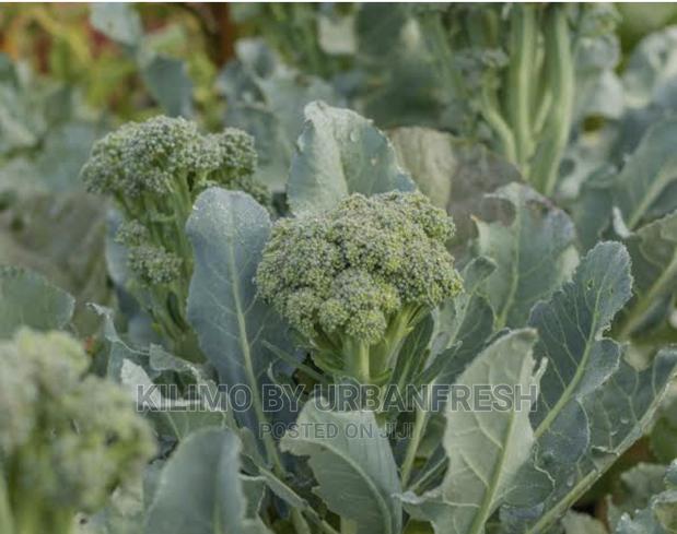 Brocolli Seedlings 100 Moq - main view