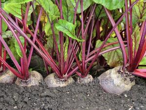 Beetroot Seedlings Available Moq 100. - thumbnail 2